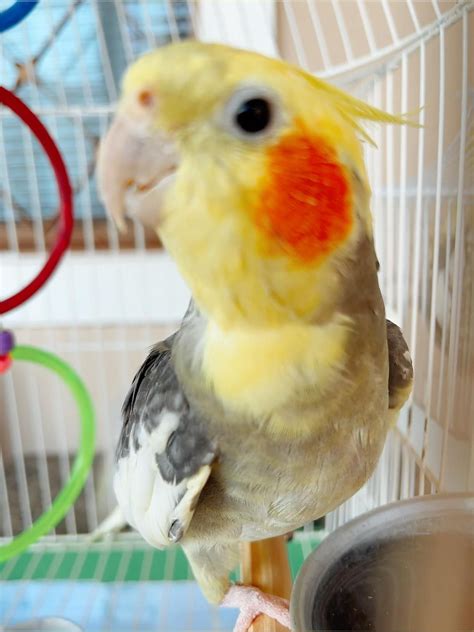 guide to cockatiel hyperactive indoors 6