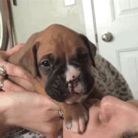 The Cutest Puppy On Earth Has Been Found And It's A Tiny Boxer Learning ...