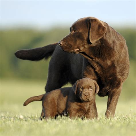 breeding   labrador  labrador site