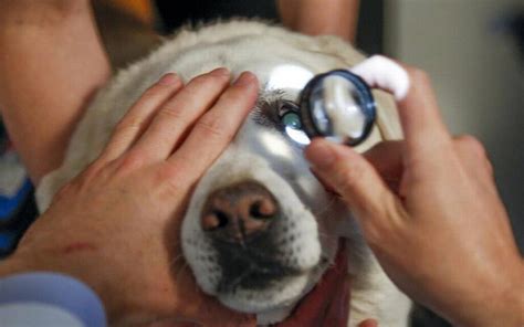 Como Saber Se O Cachorro Esta Ficando Cego - Como saber se cachorro está ficando cego: preste atenção nestes sinais ...