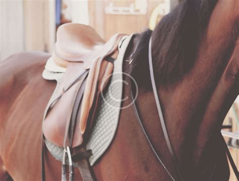 Riders And Horses 11