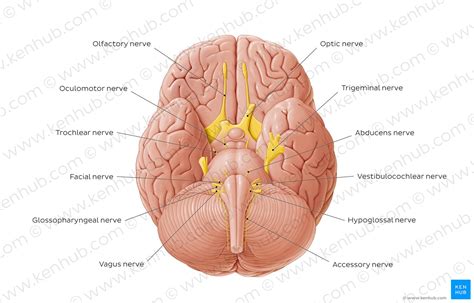 Nerve: anatomy, definition, types, functions | Kenhub