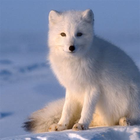 Arctic Fox In The Tundra