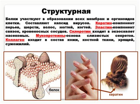 Свойства и функции белков - online presentation