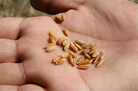 seed saving part  harvesting  storing herb tomato  berry