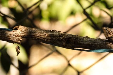 how to take care of ants