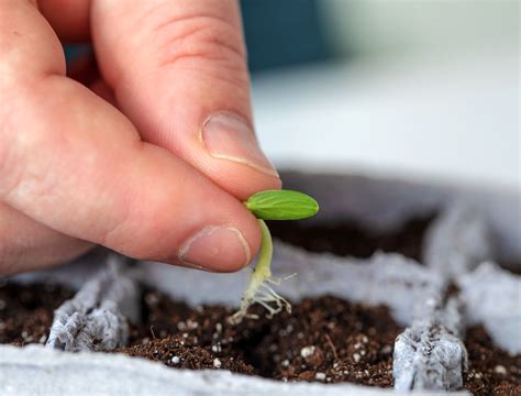 9 Tips for Growing Zucchini in Pots - Backyard Boss