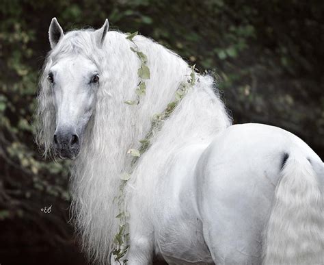 Пин от пользователя appassionata на доске Horses | Красивые лошади ...