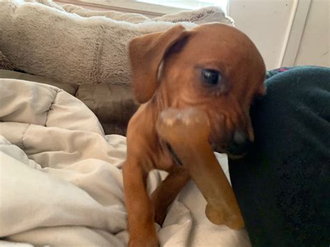Positive Puppy Podcast - Truly Force Free