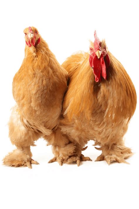 Cochin Chickens: Eggs, Colors, Personalities & More! | Cochin chickens ...