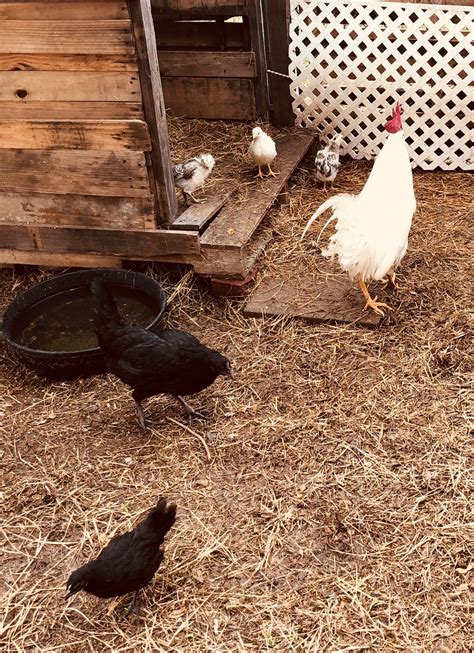 What Industry Insiders Are Saying About Nv Chicken Ranch Will Shock You! Image 13