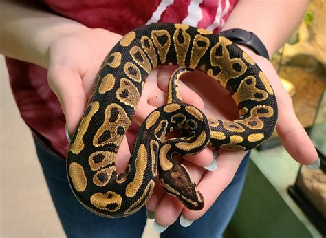 pastel yellow belly ball python