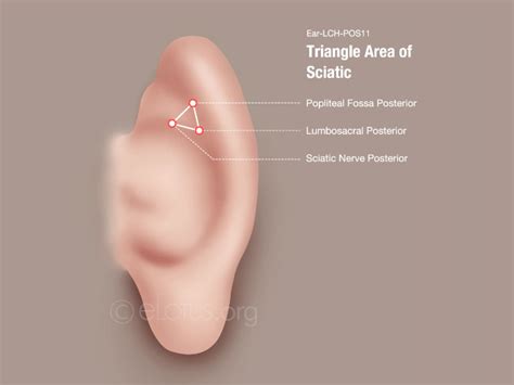 triangle area  sciatic ear lch pos master tungs acupuncture