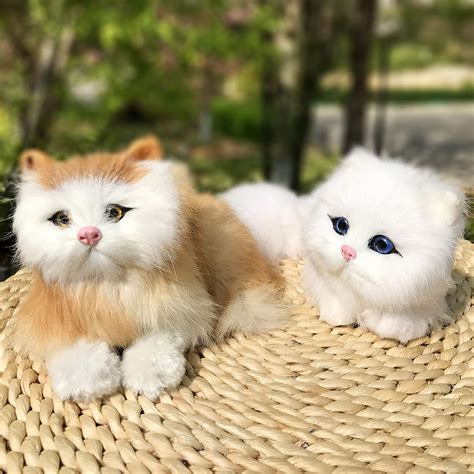 Fluffy White Kittens