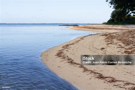 bentukbentuk bulat garis pantai  pohon palem  pantai berpasir
