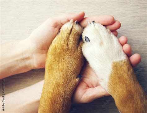 Dog paws and human hand close up, top view. Conceptual image of ...