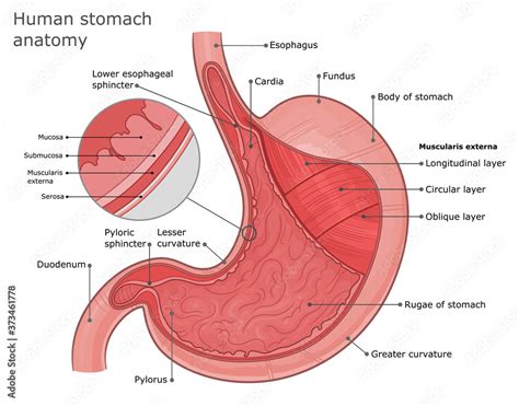 stomach anatomy diagram