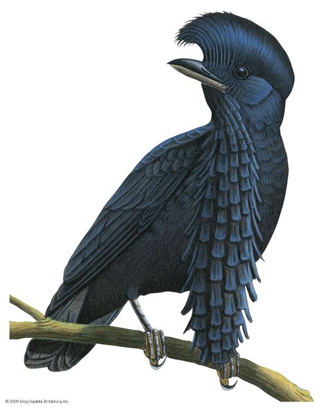 Umbrellabird | Rainforest, Crested & Colorful | Britannica
