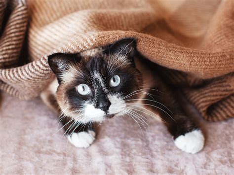 Wanneer brengt een zwarte kat ongeluk? Feiten en mythes