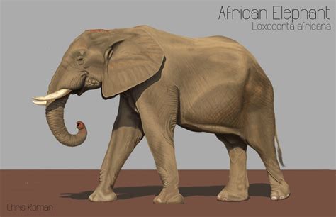 Elephant Respiratory System Diagram Human Brain Anatomy Diag
