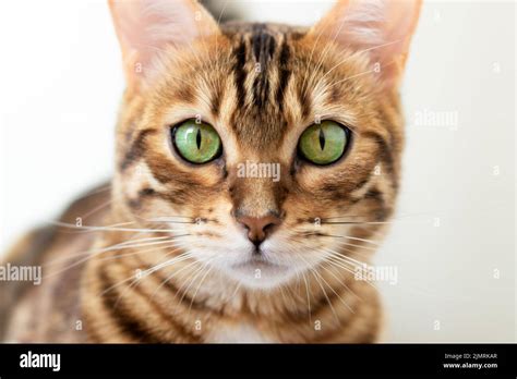 close  portrait   bengal cat stock photo alamy