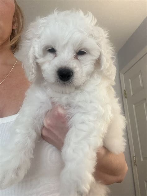 Puppies for Sale | Ocala4Sale | Buy & Sell in Ocala, FL