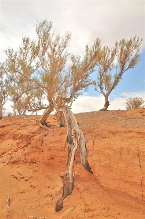 Saxaul tree on Desert Gobi stock image. Image of central - 315937431