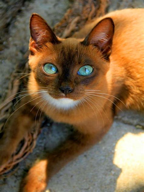 Pin on حيوانات - Animals | Cute cats, Cat breeds, Beautiful cats