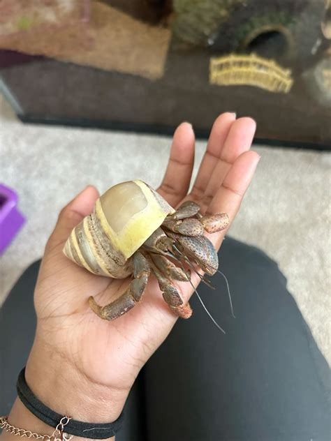 Hermit Crabs As Pets 5