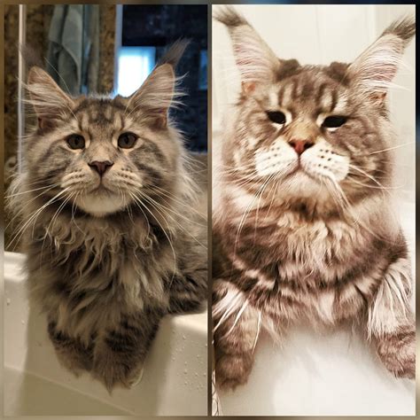 Norwegian Forest Cat Size Comparison Maine Coon at Melvin Thompson blog