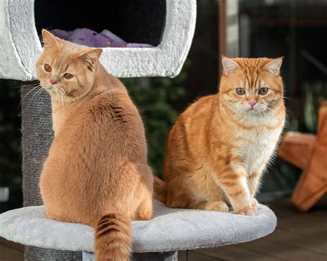 Как подружить кошек в одном доме, почему коты дерутся с котятами
