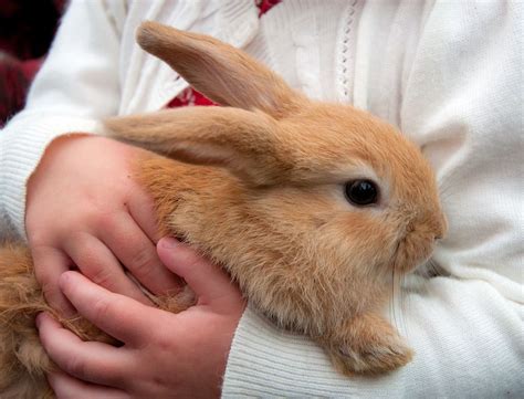 Ginger Bunny, Kingsbridge Show | Pet bunny rabbits, Pet bunny, Bunny