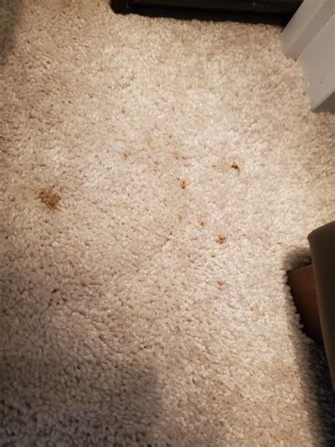 Dark Brown Spots On Carpet at Harley Harris blog