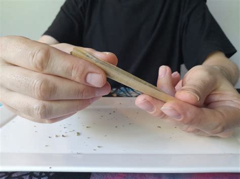 roll  joint cannabis seeds humboldt seed company