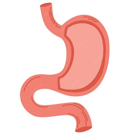 clip art stomach 8
