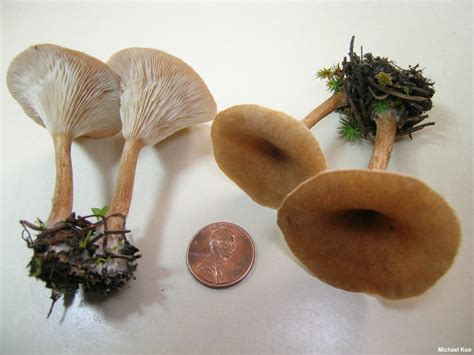 infundibulicybe squamulosa mushroomexpertcom