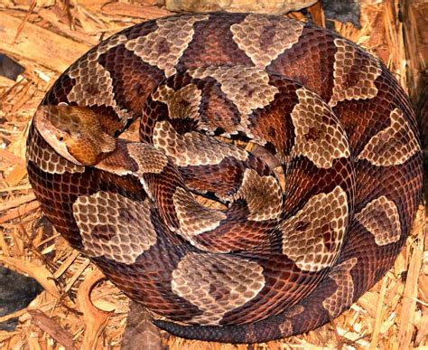 How Deadly Is The Copperhead Snake? – Regarding Reptiles