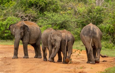 Elephants in Sri Lanka, why they're important?