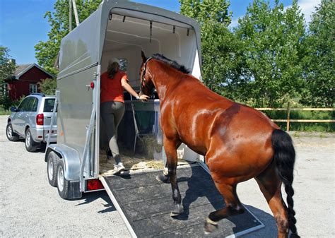 The Basics of Training a Horse