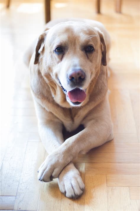Free Images : old, puppy, pet, yellow, nose, vertebrate, labrador retriever, dog breed, grown up