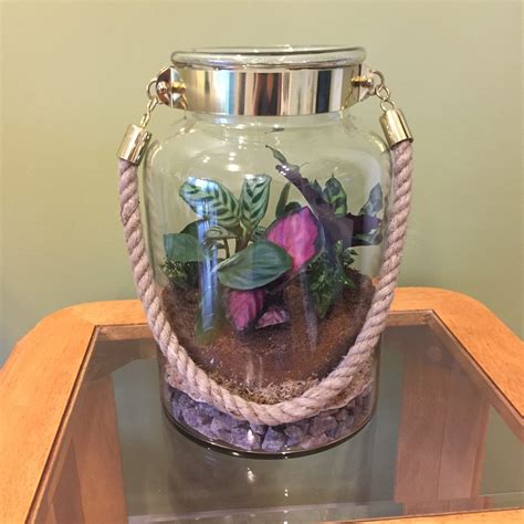 “Golden Loop” large open living terrarium(T090 20 x 30 cm) – Geelong