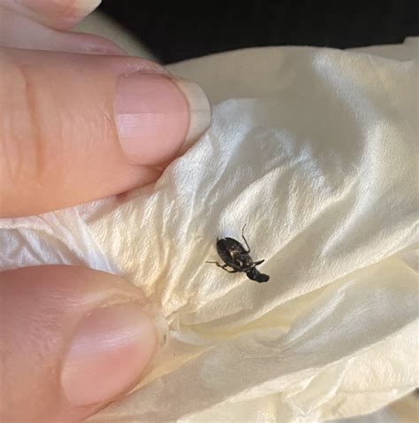 Wood Rat (Pack Rat) - PEST CONTROL CANADA