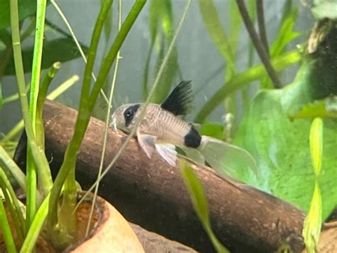 panda cory care lifespan food tank setup
