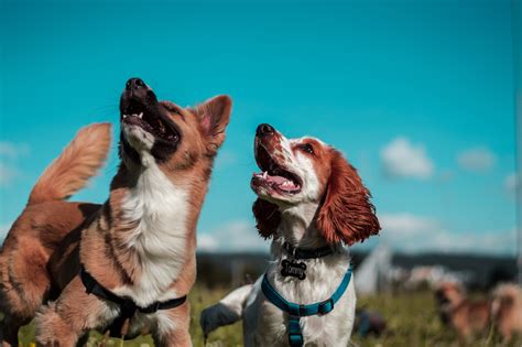 Do Male And Female Dogs Look Different