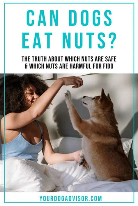 Can Dogs Eat Nuts? Safe vs Harmful Nuts for Fido | Your Dog Advisor