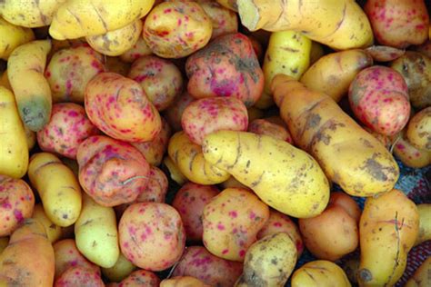 ingredient spotlight oca  kitchn