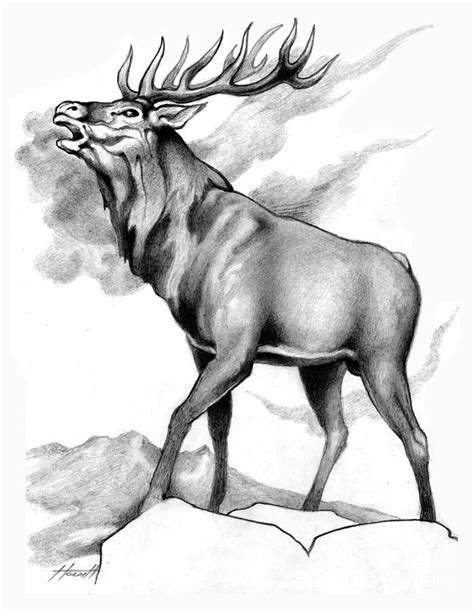 Stag Drawing at PaintingValley.com | Explore collection of Stag Drawing