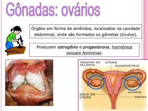 Sistema Genital Feminino E Masculino - Aula sobre sistema reprodutor feminino e masculino