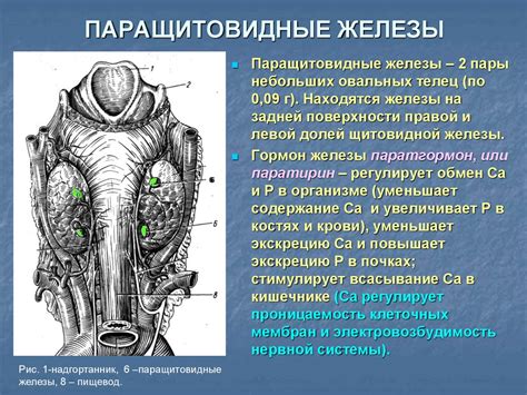 Железы внутренней секреции - презентация онлайн