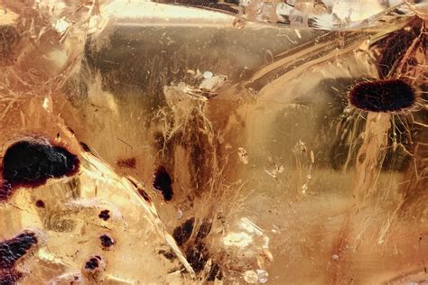 Detailed Fossil Mold and Fungus In Baltic Amber (#278618) For Sale